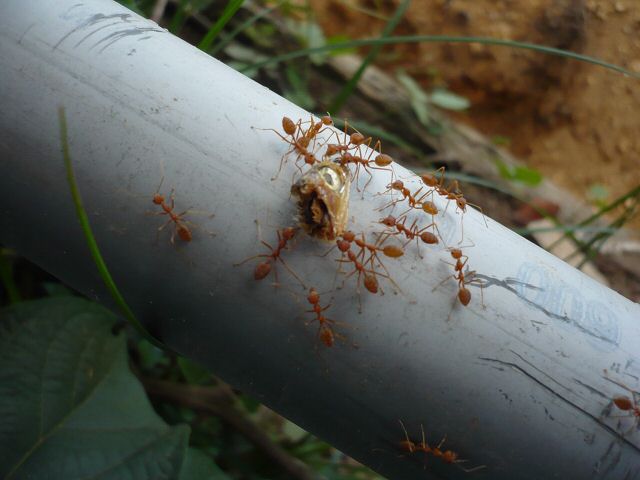 Ameisen transportieren Fischkopf.jpg